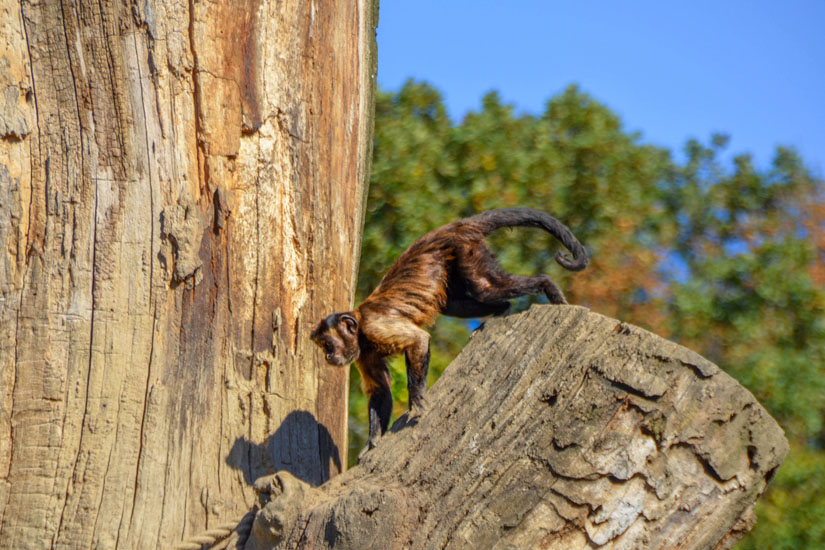 Affe-Zoo-Zagreb