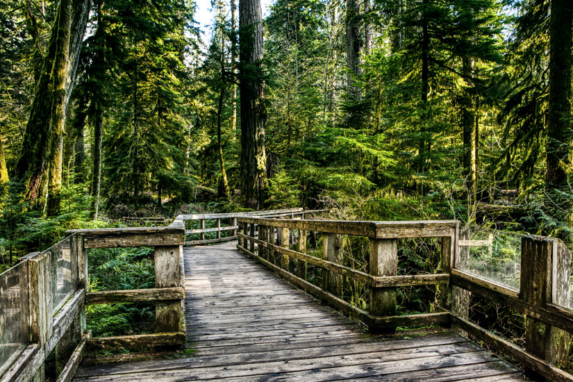 Holzsteg-im-MacMillan-Provincial-Park