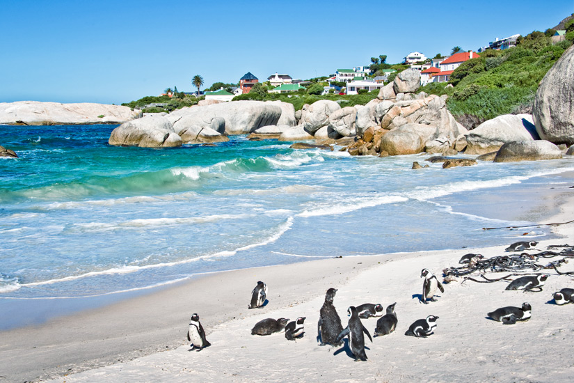 Pinguine-am-Boulders-Beach