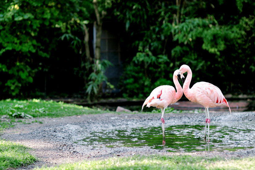 Flaminos-im-Zoo-von-Frankfurt