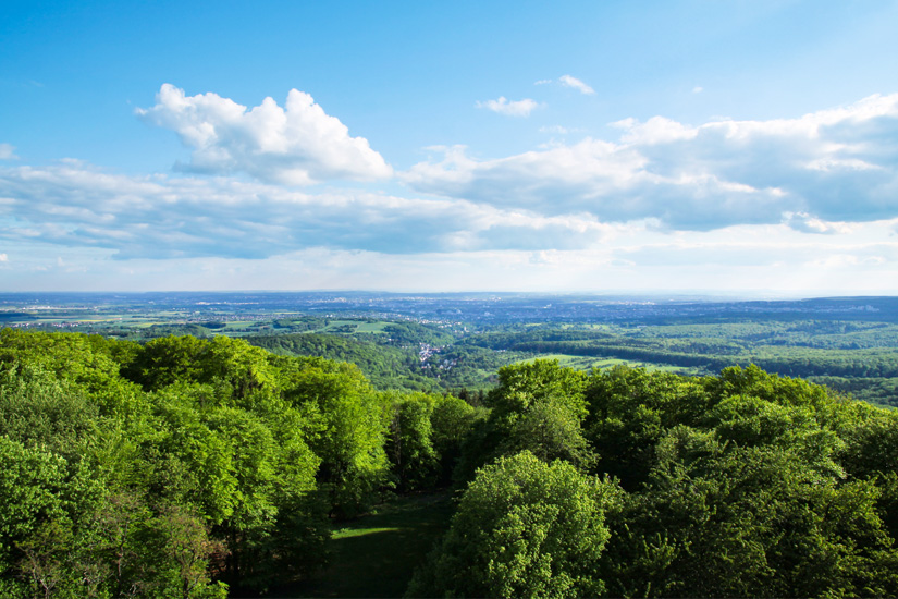 Waldlandschaft im Taunus