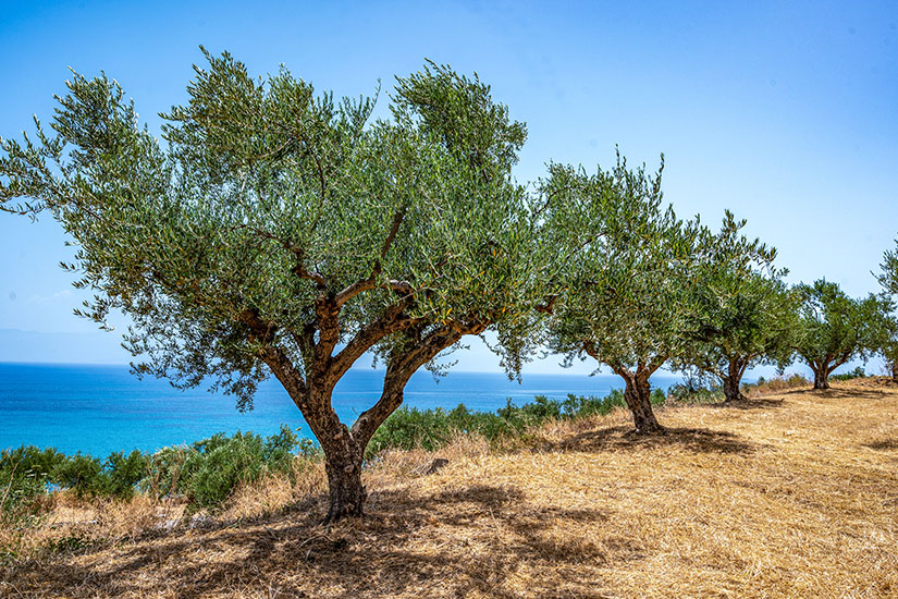 Kalamata Olivenbaum