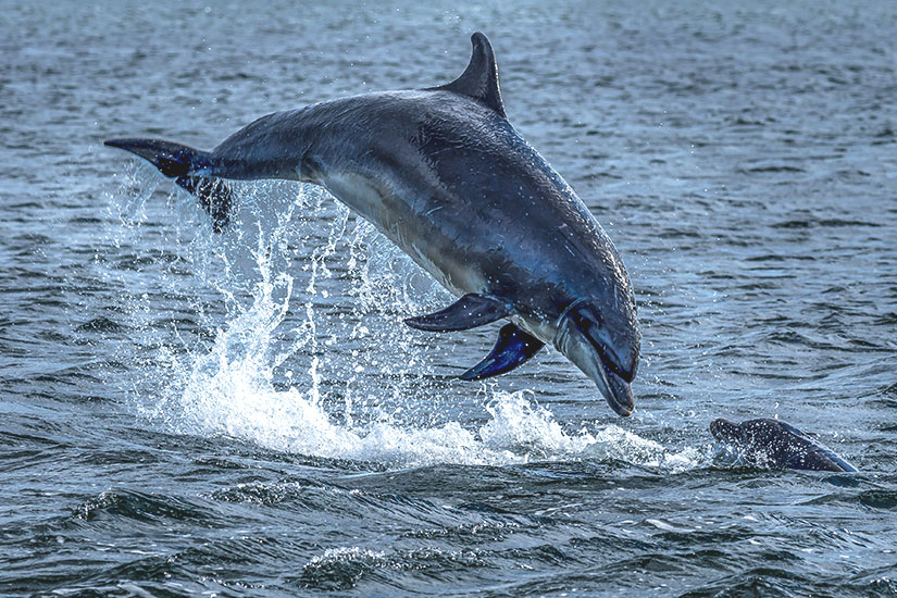 Highlands Delfine