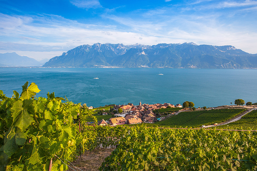 Montreux Lavaux Weinberge