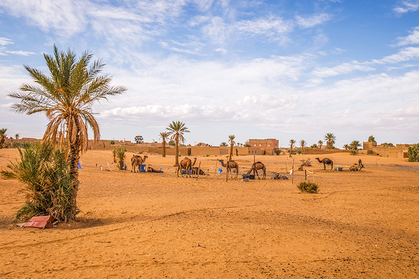 Kamelreiten Marrakesch
