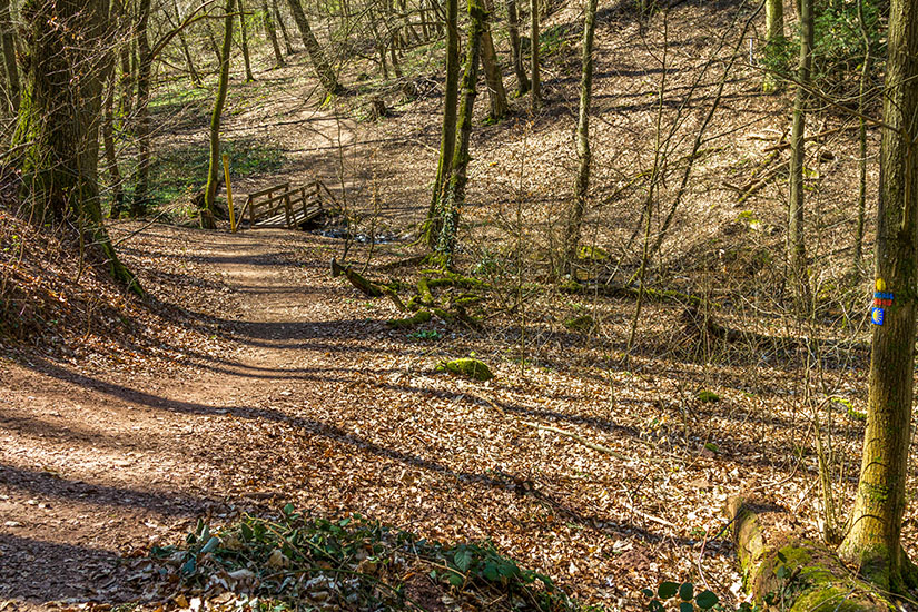 Wandern auf dem Jakobsweg im Pfaelzerwald