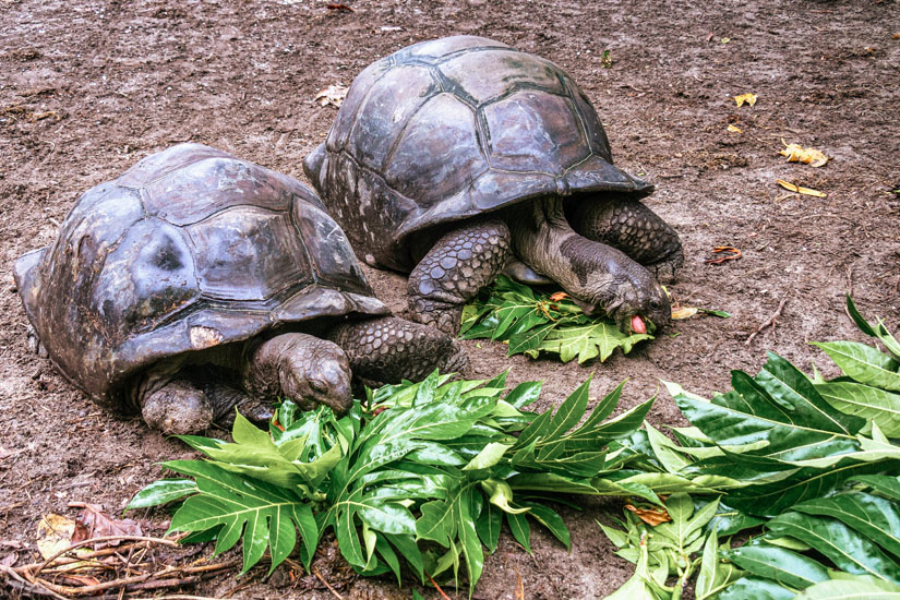 La Digue Schildkroeten