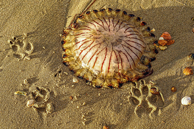 Quallen am Strand Egmond aan Zee