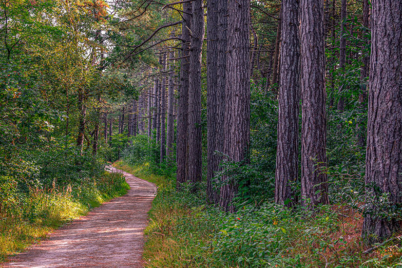 Wald zwischen Bergen aan Zee und Schoorl