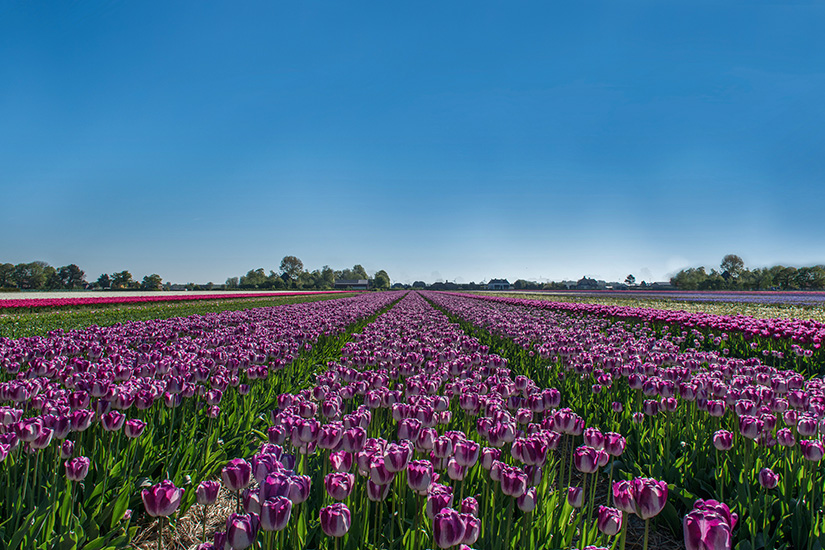 Tulpenfeld bei Egmond aan Zee