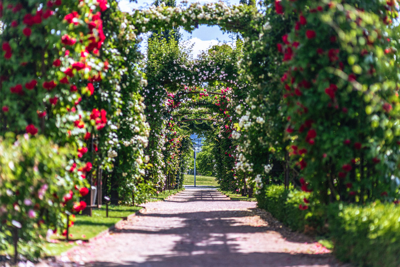 Rosarium in Rosenlund