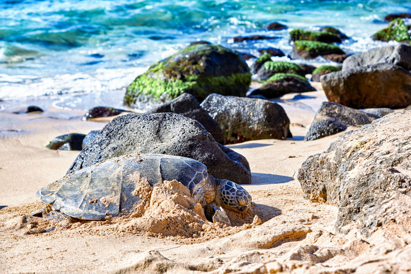 Schildkroete Laniakea Beach