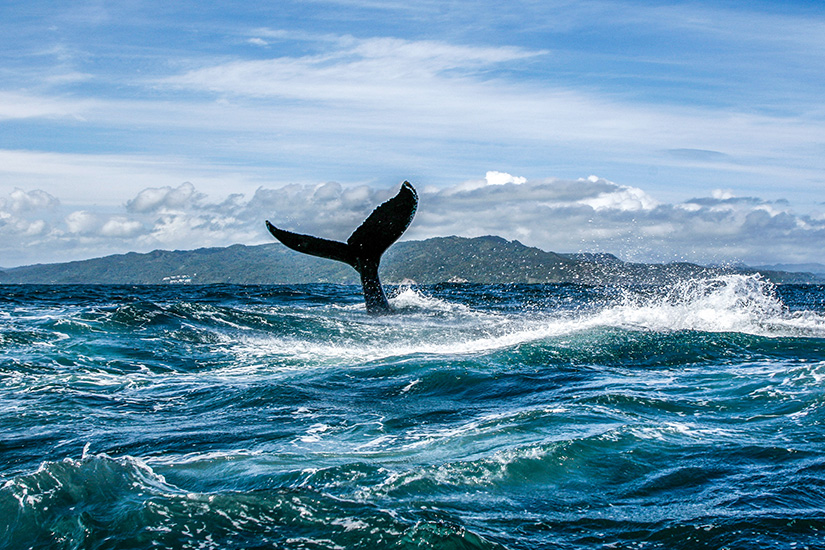 Samana Whale Watching