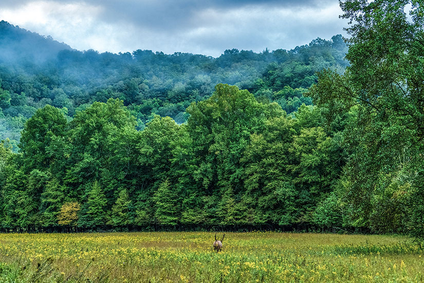 Great Smoky Mountains Elch