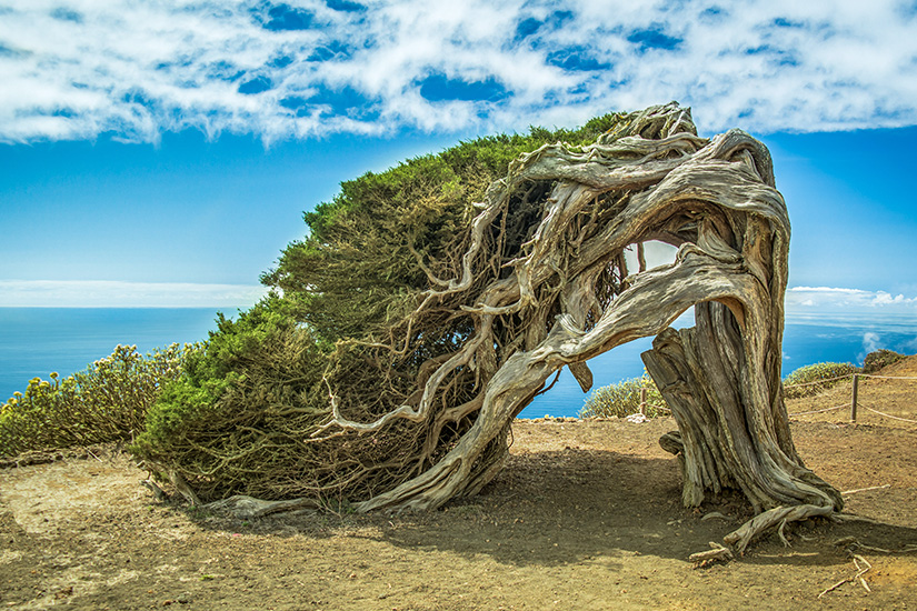 El Hierro Sabinar