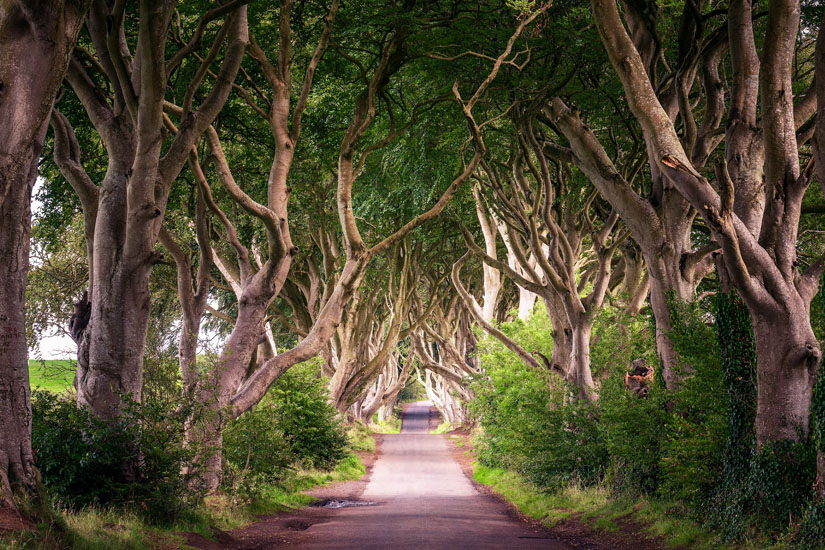 Nordirland Dark Hedges