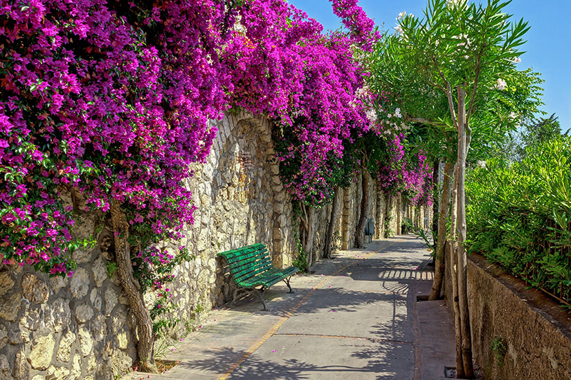 Capri Bluetenpracht