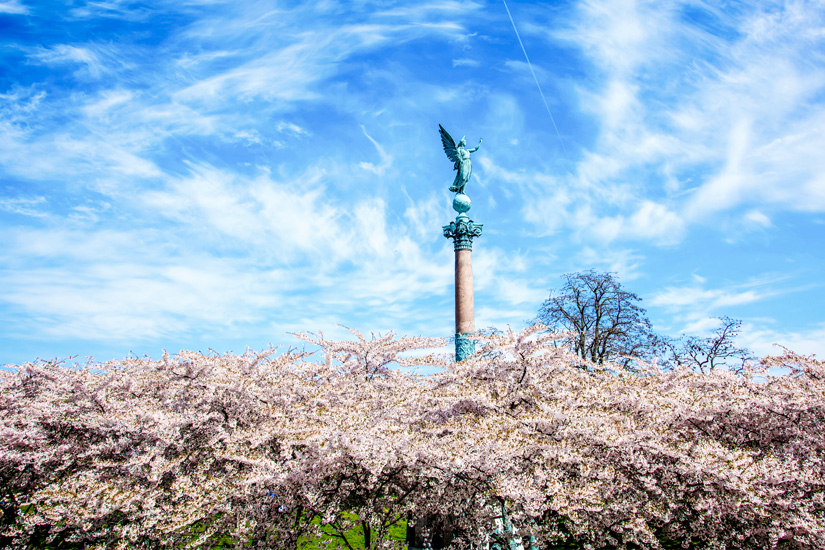 Copenhagen Sakura Festival