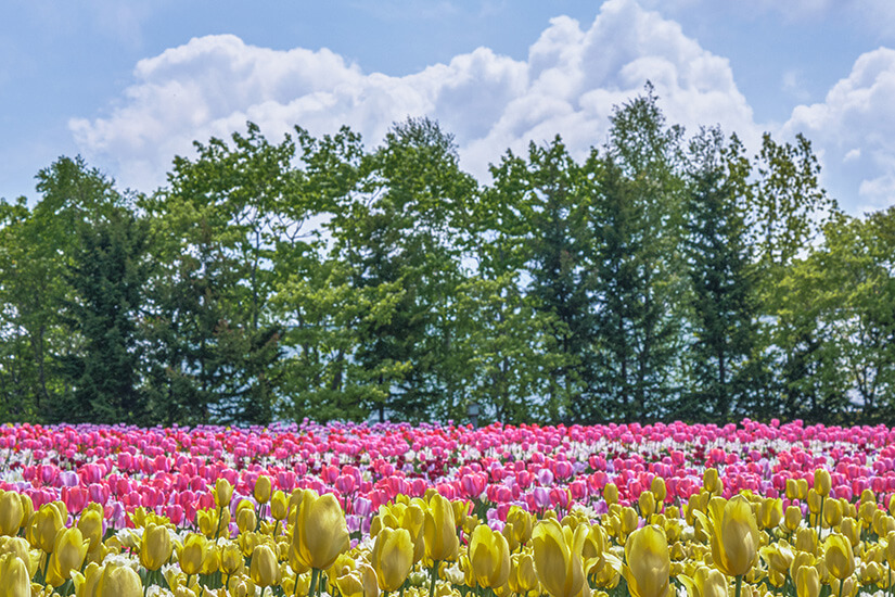 Hokkaido Hillside Park