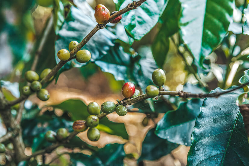 Kuba Kaffebohnen
