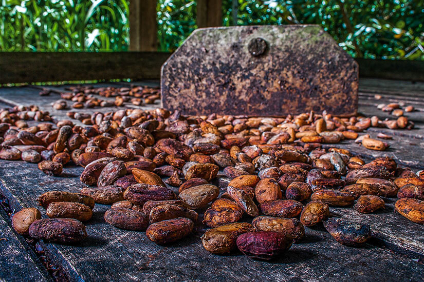 Kuba Kakaobohnen