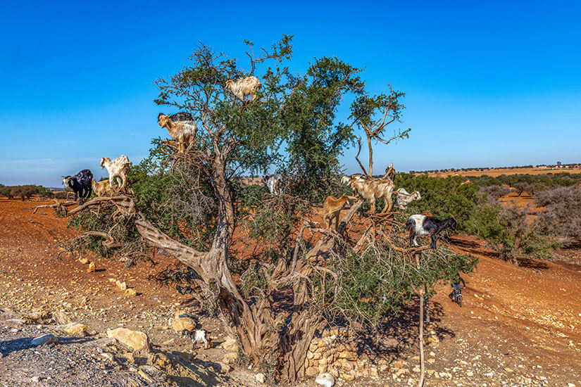 Arganbaum Marokko