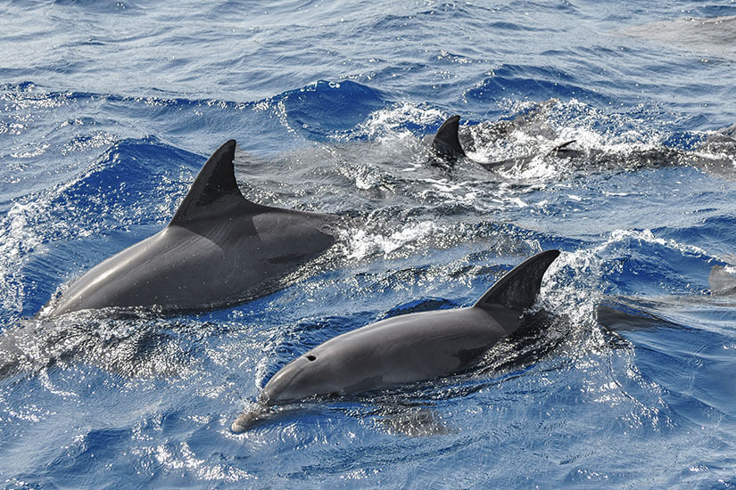 Mahmya Island Delfine