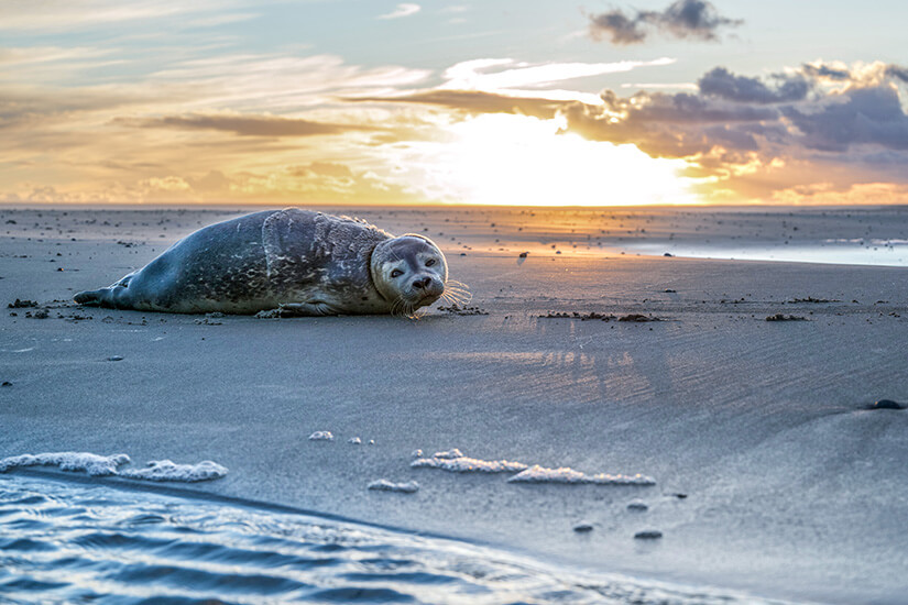 Texel Robbe