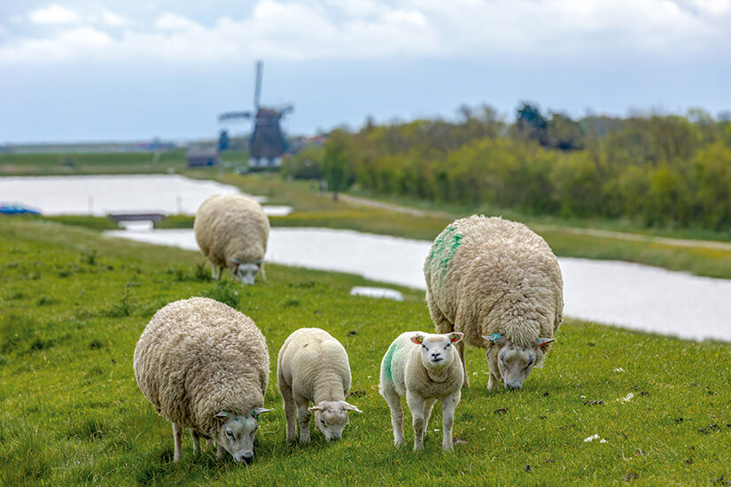 Texel Schafe