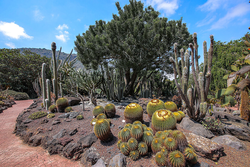 Jardin Botanico Canario Viera y Clavijo