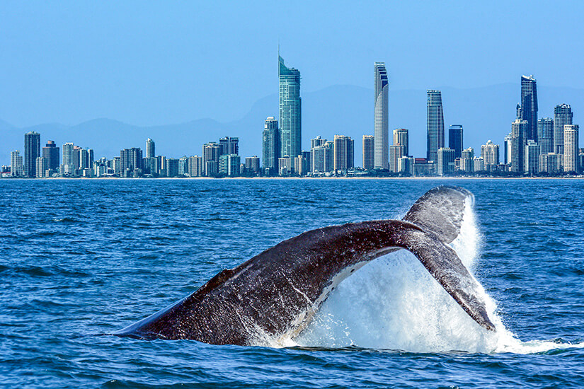 Gold Coast Wal