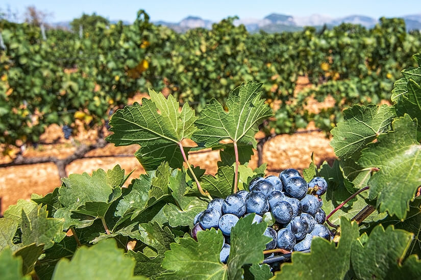 Mallorca Weingut