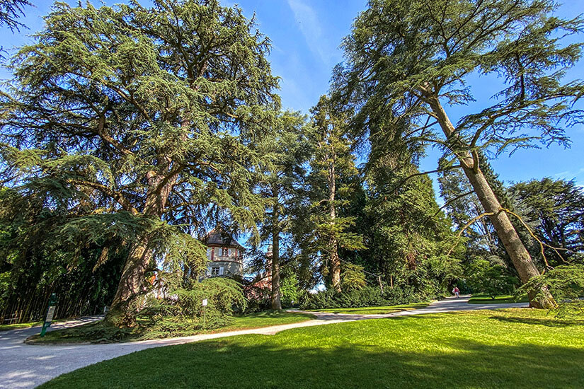 Insel Mainau Arboretum