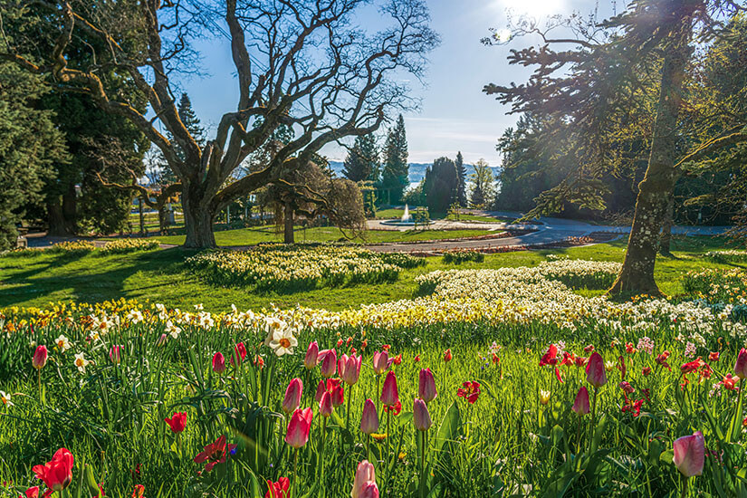 Insel Mainau Blumen