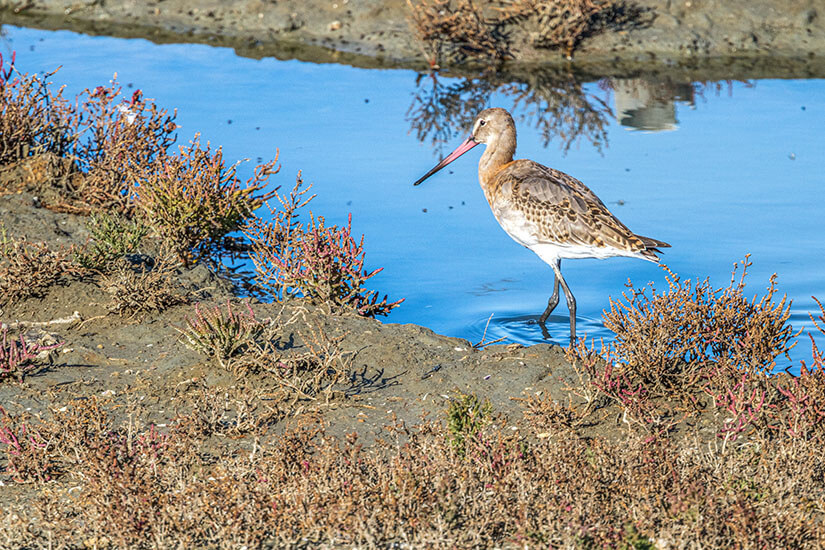 Reserve naturelle nationale de Lilleau des Niges