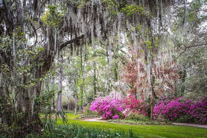 Magnolia Plantation South Carolina