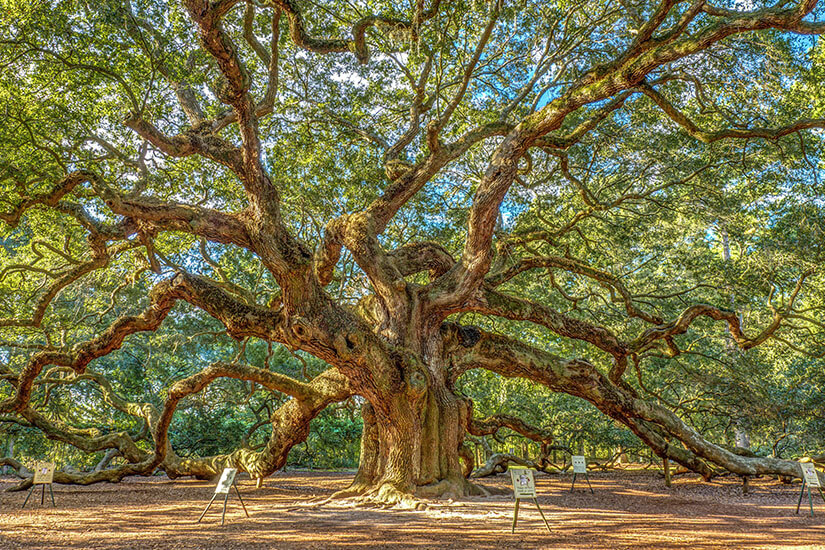 Angel Oak Tree South Carolina
