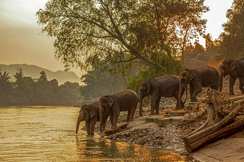 Kanchanaburi Elefanten