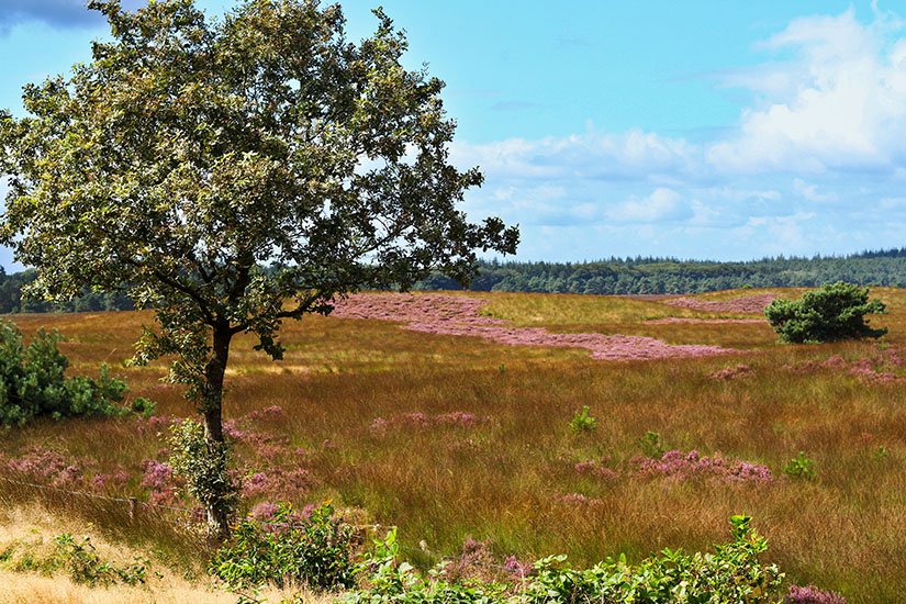 Niederlande Veluwe