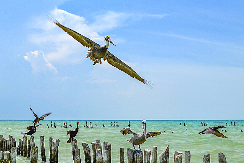 Isla Holbox Wasservogel