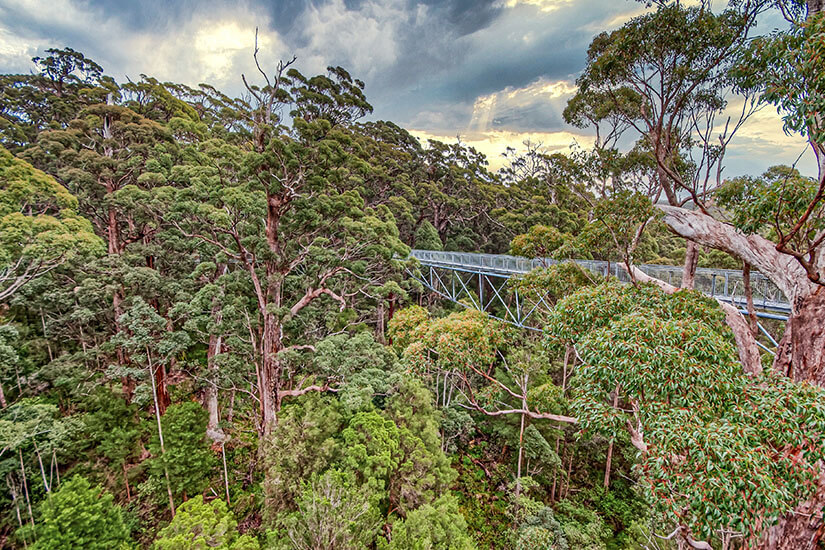 Australien Valley of the Giants