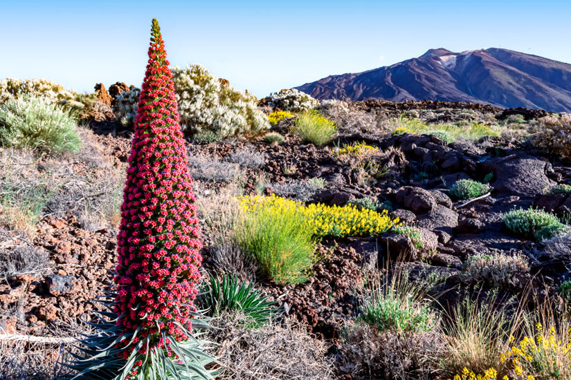 Pico del Teide Blumen