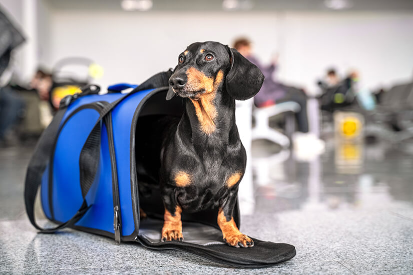 Hund am Flughafen