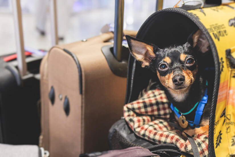 Fliegen mit Hund Gepaeck