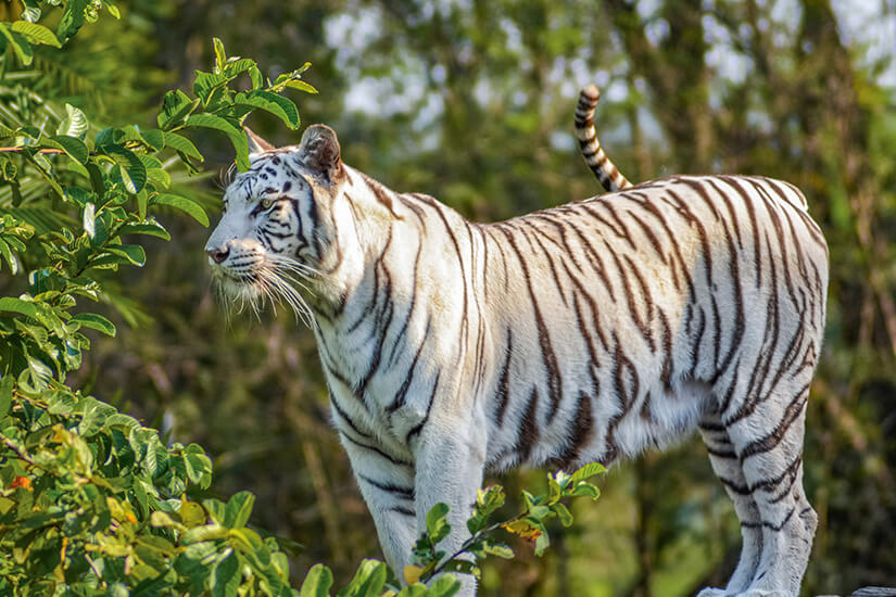 Zoologico de Brasilia