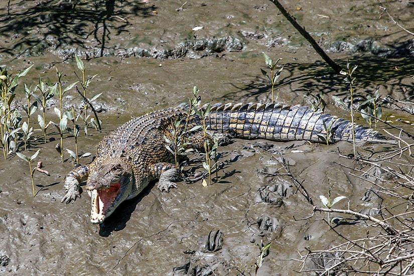 Whitsunday Island Krokodil