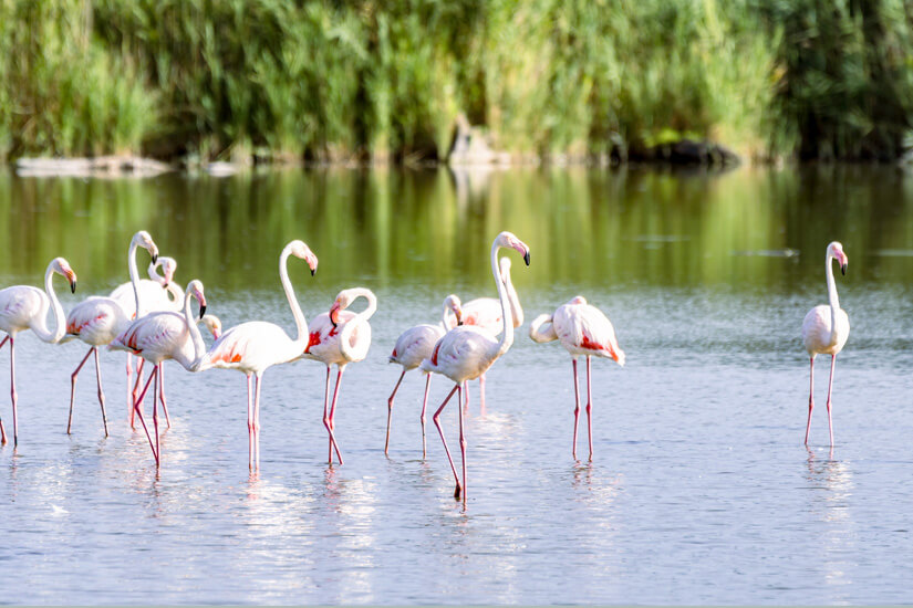 Flamingos Parc Ornithologique de Pont de Gau