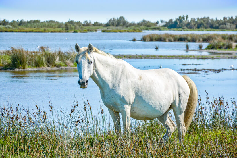 Camargue Pferd