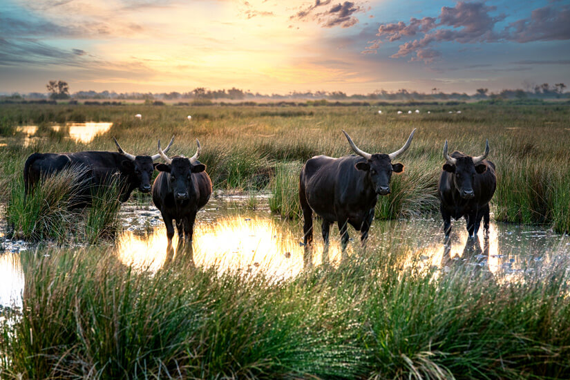 Camargue Stiere