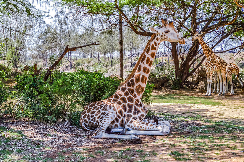 Kenia Haller Park